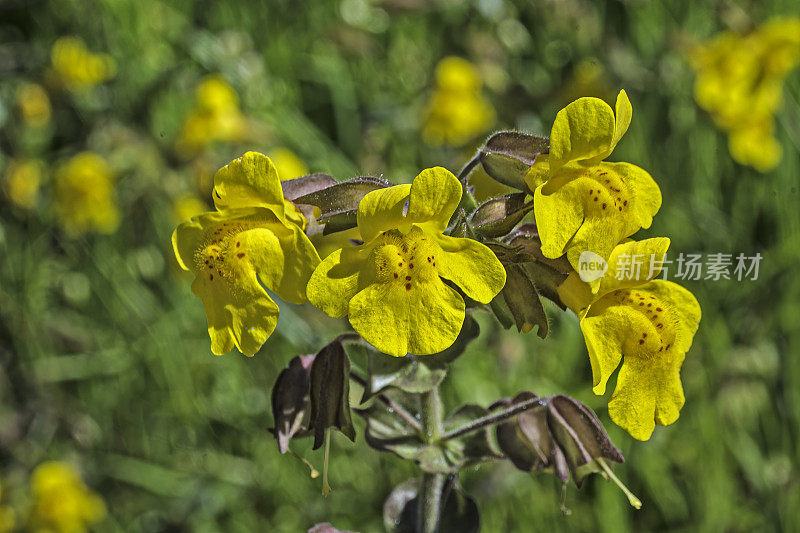 毛Erythranthe guttata，俗称seep monkeyflower和common yellow monkeyflower，是一种黄色的蜜蜂传粉的一年生或多年生植物。它以前被称为Mimulus guttatus。Modini Mayacamas保护区，索诺马县，加利福尼亚州。Phrymacea